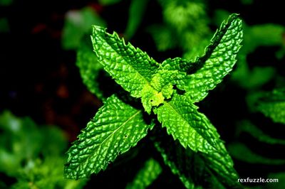 Green Mint